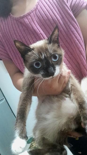 котяты: Кошка даром: Гималайская, 2 месяца, Девочка, Приучена к лотку — 2