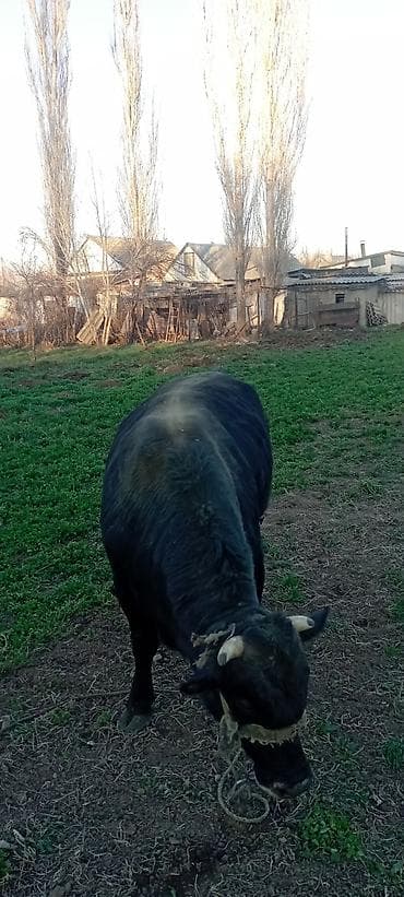 немецский дог: Продаю | Бык (самец) | Симментальская | На откорм | Привязанные — 7