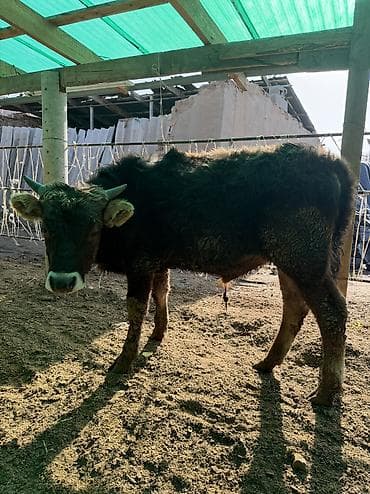 Башка жаныбарлар: Сатам | Бука (эркек) — 4