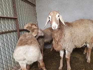 абиссинская кошка бишкек: Продаю | Ягненок, Баран (самец) | Арашан — 7