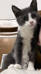 1 год, Девочка, Приучена к лотку, Проглистована, С прививками at lalafo.kg 1 год, Девочка, Приучена к лотку, Проглистована, С прививками