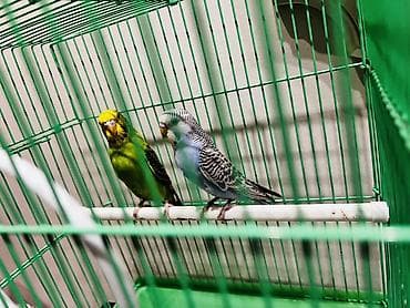 в мире птиц: Волнистые попугаи с клеткой и аксессуарами. Комплект: - Пара — 3