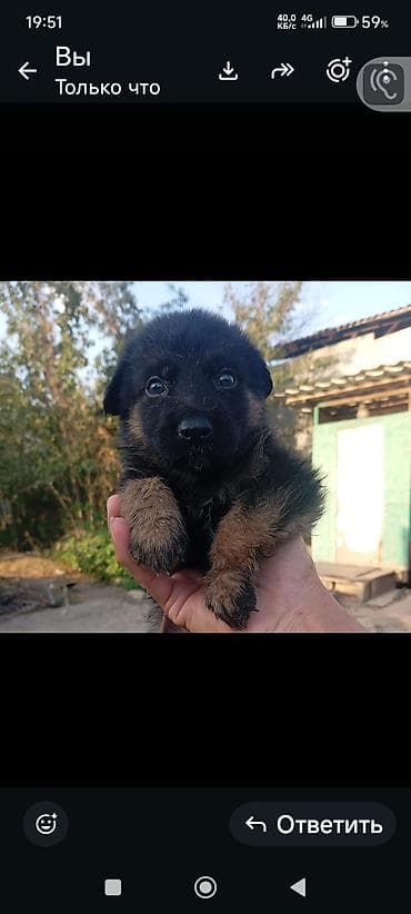Щенки породистой чистокровной овчарки
