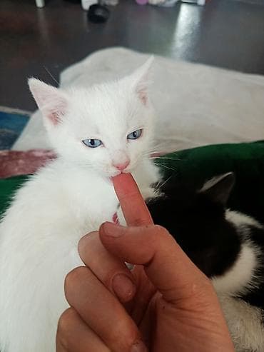 полукров тай: Као-мани, 4 месяца, Мальчик, Белый, Метис, Приучена к лотку, Проглистована — 2