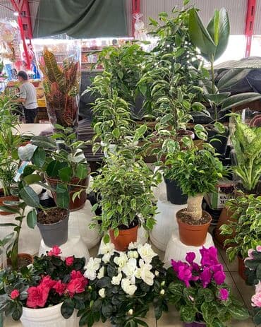 микрозелень цена бишкек: Цены от 350 выше — 5