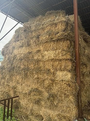 Животные: Саман сатам оптом 120 сом Село Байтик чоп аралаш — 1