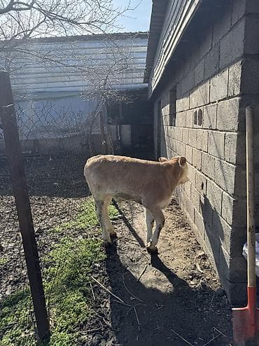 корова симентал: Продаю | Бык (самец) | Симментальская — 4