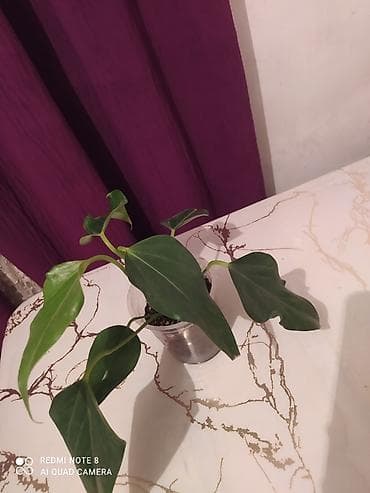 Сейфы: Комнатные растения в горшках - Драцена вариегатная (Dracaena — 3