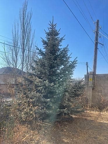 купить фикус лирата: Ель голубая (Picea pungens), взрослая, пушистая. - Примерная высота — 1