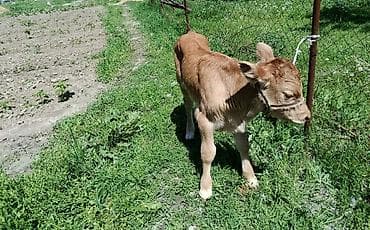 Айыл-чарба жаныбарлары: Сатам | Бука (эркек) | Бордоп семиртүү үчүн | Асыл тукумдуу — 3