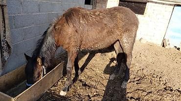 кара кон: Продаю | Жеребенок — 1