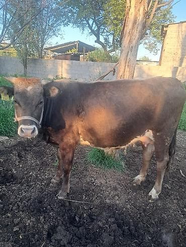 чистопородное разведение: Продаю | Тёлка — 1