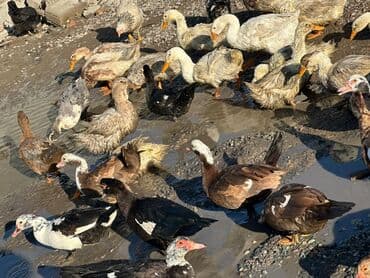 продам инкубатор бу: Утки 50 голов — 2