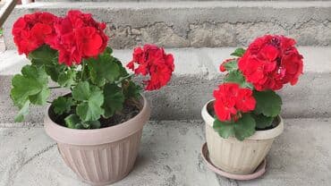 стоимость аквариума: Домашние и комнатные цветы в горшках. Герань, Алоэ, долларовое дерево — 15