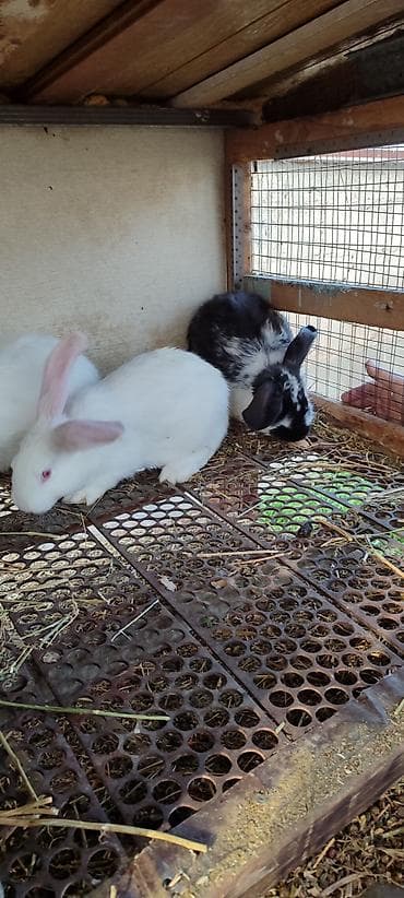 клетки: Продаю | Кролик самец | Фландр | Для разведения | Племенные — 3