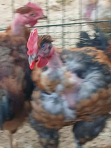 пчелы купить: Продаю | Куры | Для разведения — 2