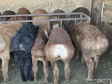 балыкчы мышык: Сатам | Козу | Аргын, Арашан | Көбөйтүү үчүн | Асыл тукумдуу — 6