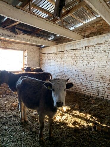 животные кошка: Продаю | Музоо, торпок — 7