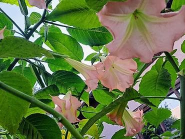 бругмансия: Платная доставка — 5