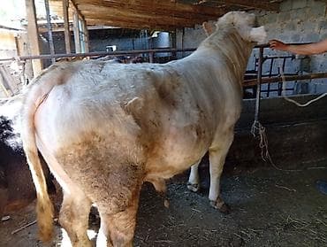 поросята кант: Продаю | Бык (самец) | Шароле | На откорм — 1