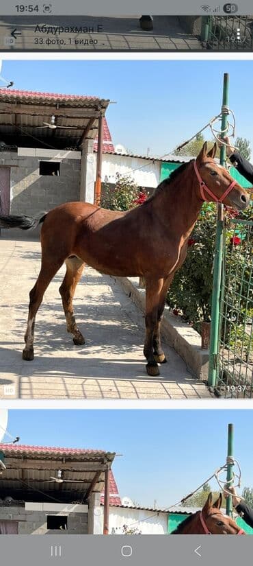 где можно купить немецкую овчарку: Сатам | Байтал | Ат спорту — 3