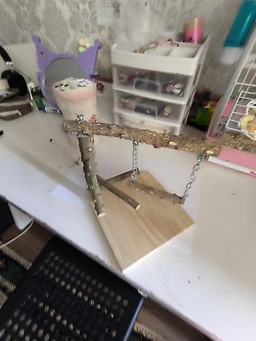 Зоотовары: Продаю Попугай белого цветы из породы волнистый,в подарок все игрушки — 4