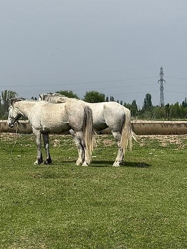 лучший ветеринар бишкек: Продаю | Кобыла (самка) | Рабочий — 6