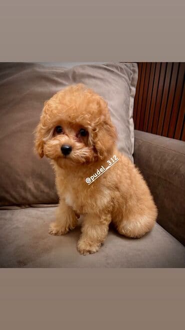 Продаются щенки той пудели . С родословной! Идеальная порода которая