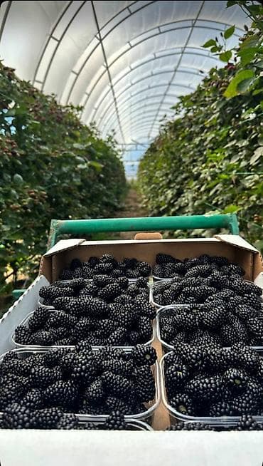 для варенья: Саженцы ежемалины (гибрид ежевики и малины) сорт Лох Несс. - — 3