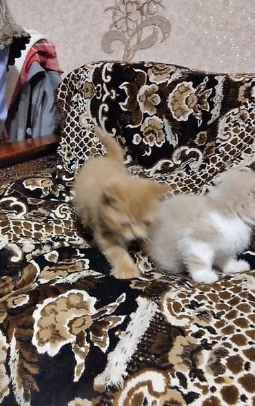 Отдам даром кошку: Кошка даром: Британская короткошёрстная, 2 месяца, Мальчик — 5