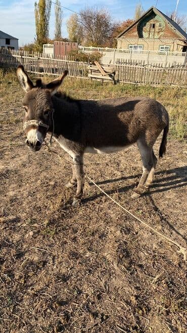 Осёл (миниатюрный/молодой по росту на фото). Окрас серо-бурый с