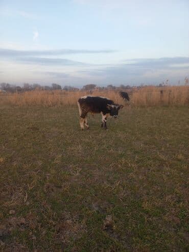 Собаки: Продаю | Музоо, торпок | Полукровка | Для разведения | Нетель — 5