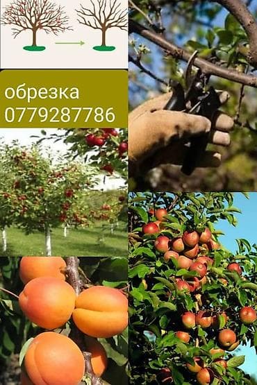 помидоры огурцы: Профессиональная обрезка плодовых деревьев Услуга по формирующей и — 4