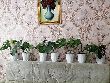 другие комнатные растения: Монстера, макушечный срез - Комнатное лианообразное растение с — 2