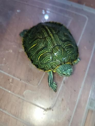 чк тай: Красноухая черепаха, большая 550сом. маленькая 300сом - Яркий зелёный — 3