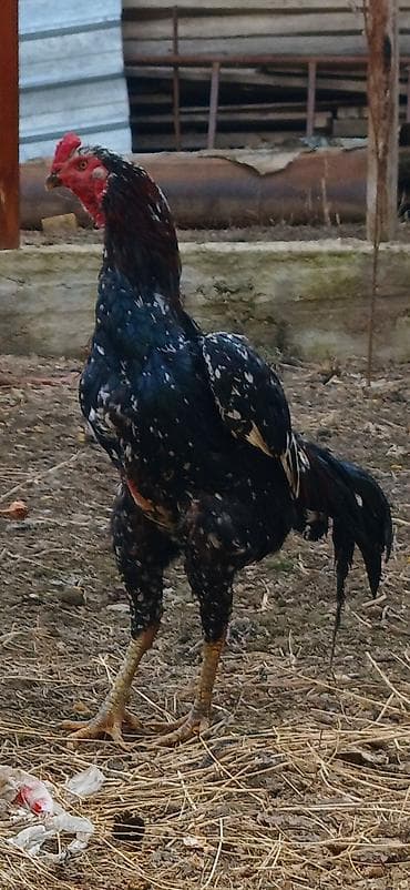 Баран, овца: Продаю | Петух | Бойцовая | Для разведения — 2