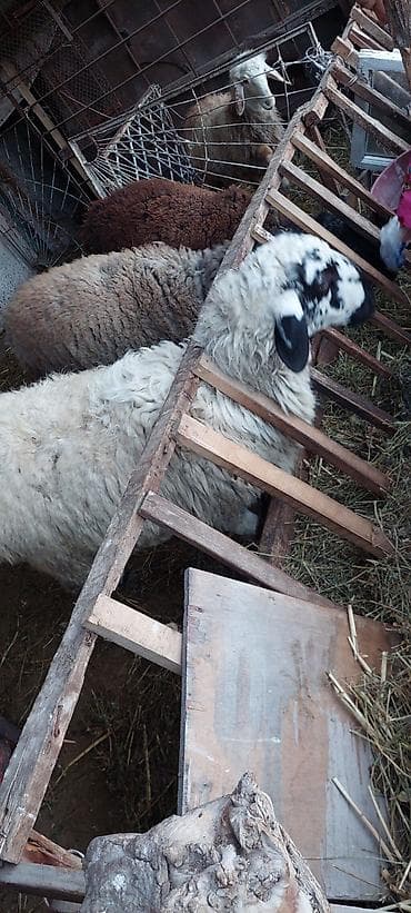 баран гисарский: Продаю | Баран (самец) | Для разведения — 6