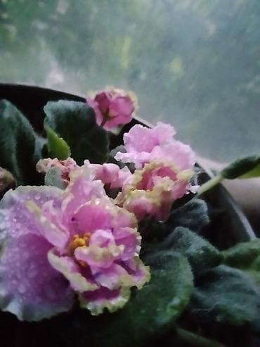живые растения для аквариума: Комнатные цветы в горшках: - Фиалка (сенполия) с махровыми — 1
