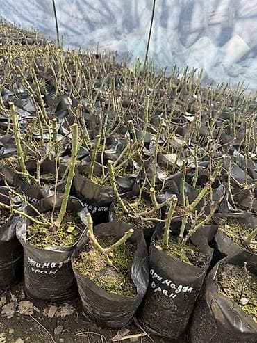 цветы для: Саженцы — 10