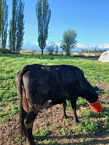 бишкек ит базар: Сатам | Уй (ургаачы) | Алатоолук | Сүт алуу үчүн — 2