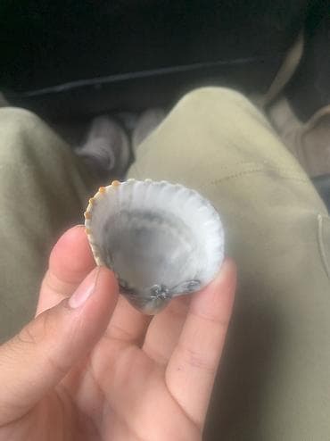 принадлежности для аквариума: Морская раковина-коллекторская - Натуральная раковина с выраженными — 2