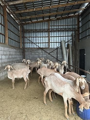 миринос кой: Продаю | Овца (самка) | Для разведения | Племенные — 5