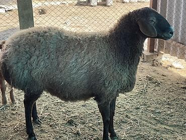 семис козу: Продаю | Овца (самка) | Для разведения | Матка — 5