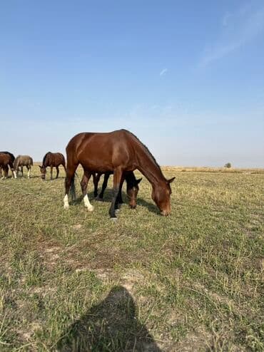 тюк пресс: Продаю | Жеребенок, Кобыла (самка), Жеребец | Кара Жорго | Для разведения, На забой, Рабочий — 27