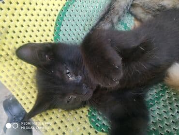 дом для кош: Породасыз, 3 айлык, Эркек, Кызгыл сары, Аргын — 3