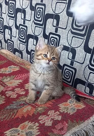 Скотиш Страйт (Шотландская прямоухая), 2 месяца, Девочка, Приучена к лотку