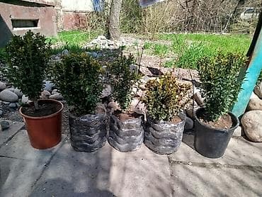 4 pot: Вечнозелёные саженцы самшита (Buxus) в вёдрах. - Компактные, густые — 3