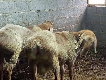 продажа собак бишкек: Продаю | Баран (самец) | Арашан | Для разведения | Племенные — 2