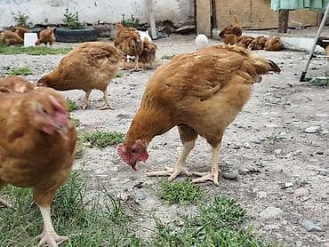 Животные: Продаю | Куры | Несушки — 7
