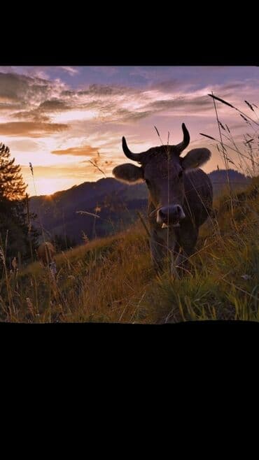 Услуги ветеринара: Искусственное осеменение коров, молочного, мясного направления — 1